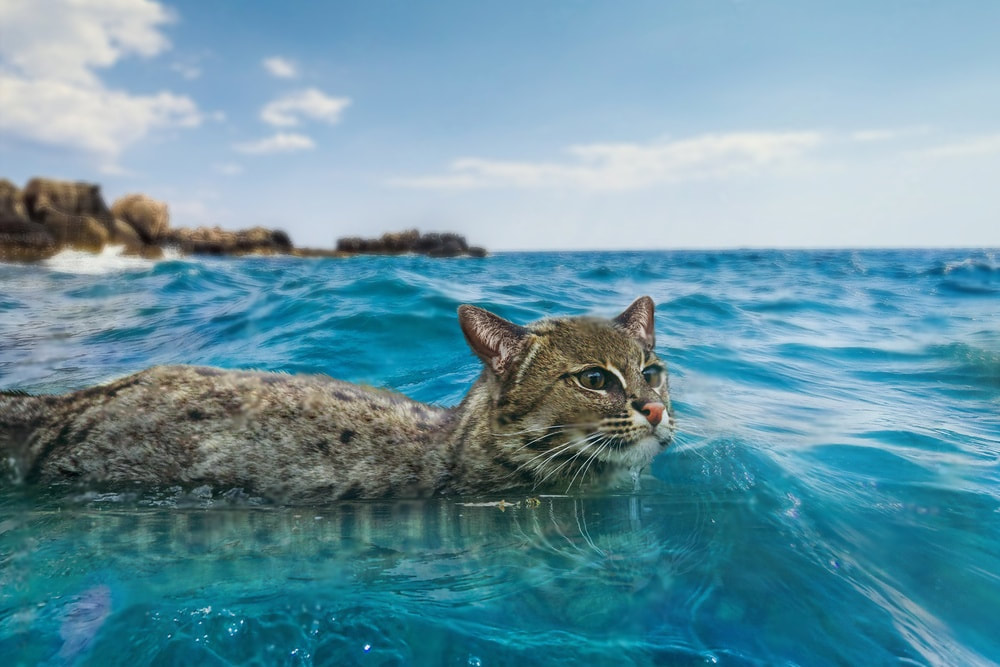 Can Cats Swim? Cat swimming in the ocean