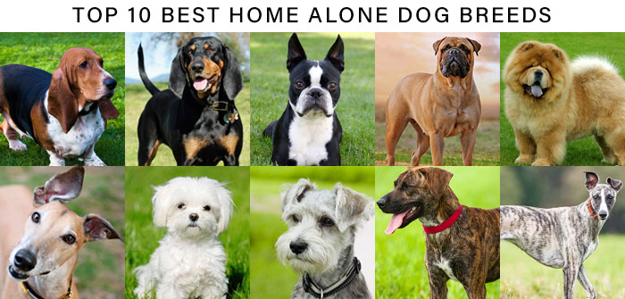 https://budgetpetcare.weebly.com/uploads/2/6/3/7/26374331/bpc-10-dog-breeds_orig.jpg